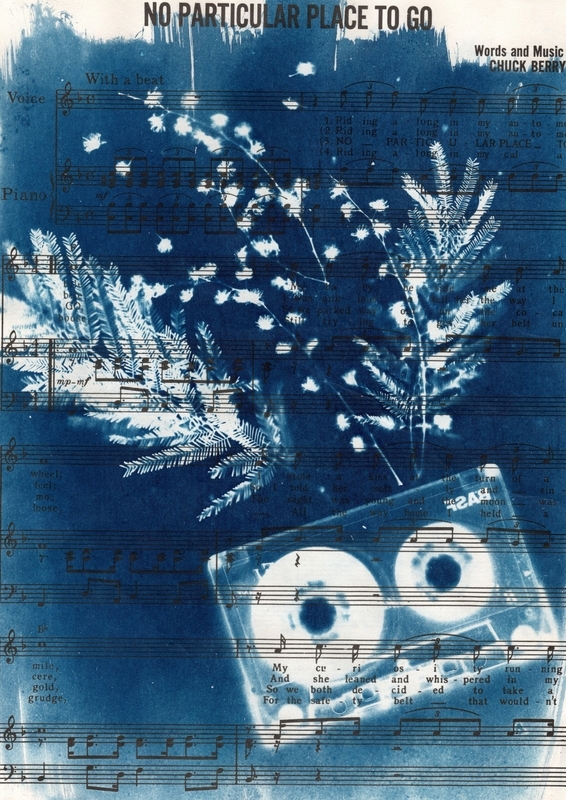 Photo de wisteria